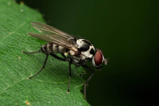 istock Closeup of an Anthomyia Procellaris on a leaf 1774327615