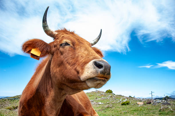 istock Close-up of a cow head 1774327621