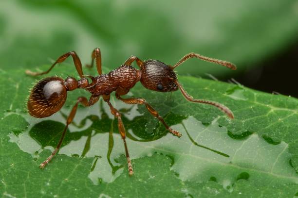 istock Close-up of a Common Red Ant on a leaf 1774328148