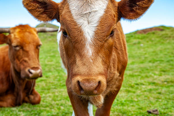 istock Close-up of a cow head 1774328685