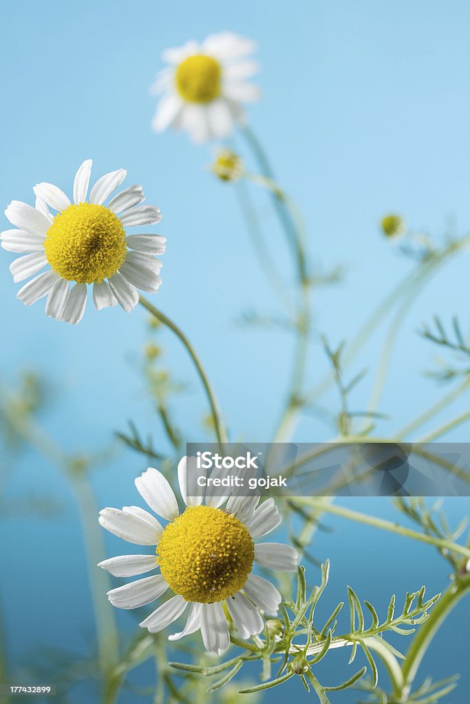 Fleurs de camomille - Photo de Arbre en fleurs libre de droits