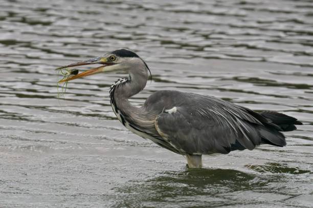 istock Closeup of a Grey Heron With Fish in a lake 1774329199