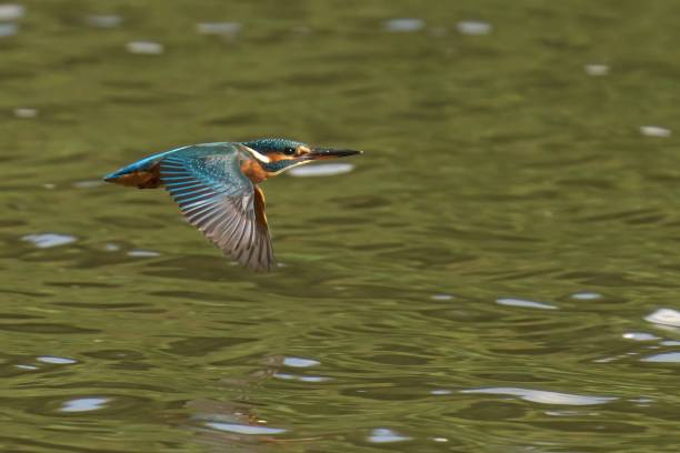Closeup of a kingfisher flying over a lake