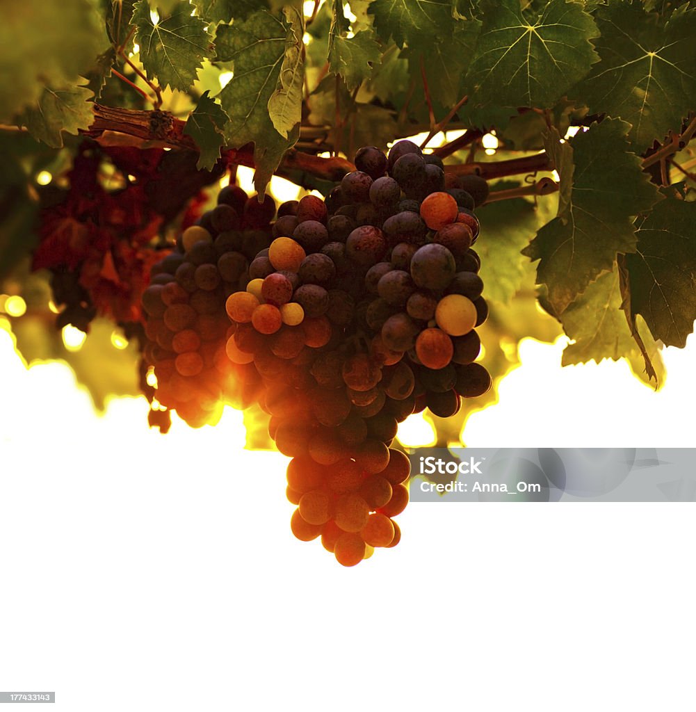 Vigne au raisin - Photo de Agriculture libre de droits