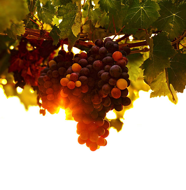 Grape vine