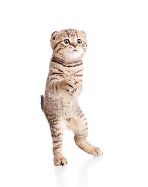 istock Funny playful cuddly kitten is dancing 177433188