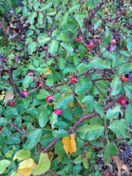 istock Red berry rose hip bush with green leaves 1774332380