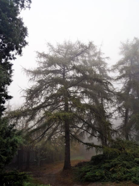 istock Beautiful autumn pine forest in fog 1774332892