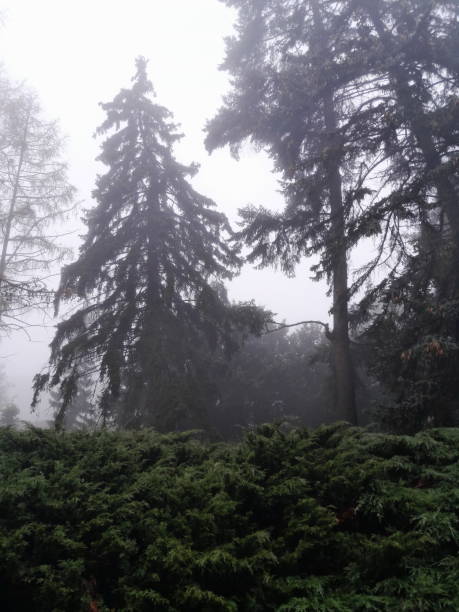 istock Beautiful autumn pine forest in fog 1774333974
