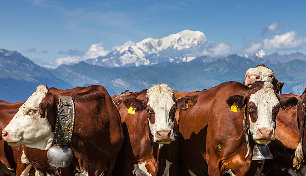 Portrait of Cows