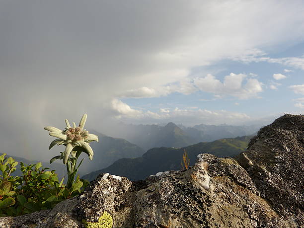 edelweiss und gewitter in den alpen - kaunertal stock-fotos und bilder