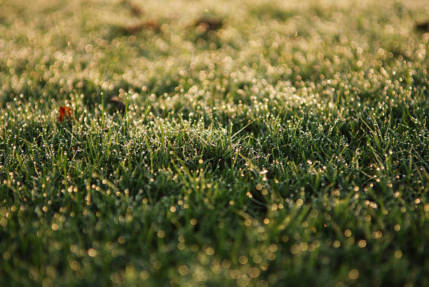 Herbe avec des gouttes de rosée du matin - Photo