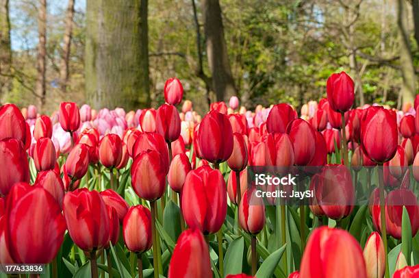 Tulipanes Rojos En El Hermoso Jardín Foto de stock y más banco de imágenes de Aire libre - Aire libre, Ajardinado, Belleza de la naturaleza