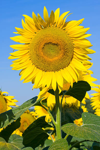 istock Sunflower field over blue sky 177434074