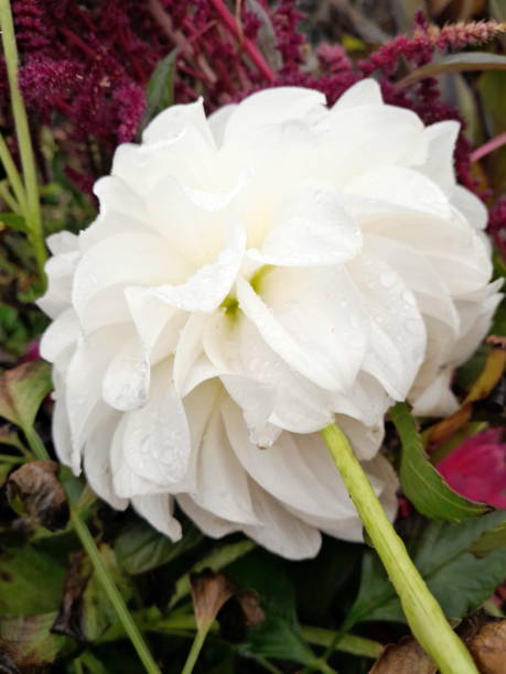 Beautiful white dahlia flower in bloom