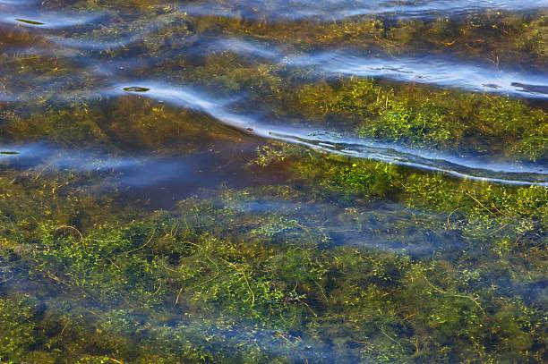 istock rippled water and aquatic plants 177434138