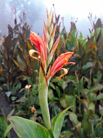 Beautiful red canna flower in bloom