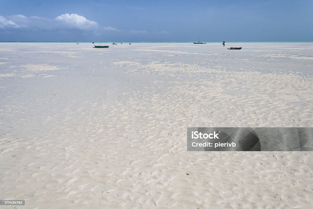 Sandbar shark - Lizenzfrei Afrika Stock-Foto