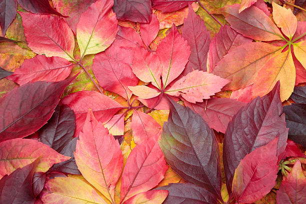 istock colorful autumn leaves 177434829