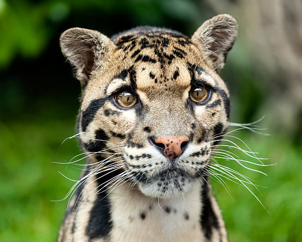 Head Shot Portrait of Beautiful Clouded Leopard Head Shot Portrait of Beautiful Clouded Leopard Neofelis Nebulosa portrait of beautiful clouded leopard neofelis nebulosa stock pictures, royalty-free photos & images