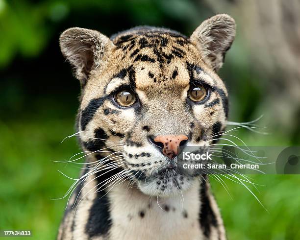 Head Shot Portrait Of Beautiful Clouded Leopard Stock Photo - Download Image Now - Clouded Leopard, Animal, Animal Body Part