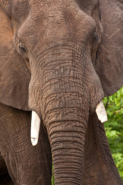 istock Portrait of elephant bull 177434854
