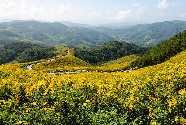 Maxican tournesols, (Dok Buatong) - Photo