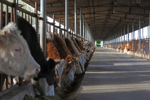 istock Lean beef cattle in farms, North China 1774350800