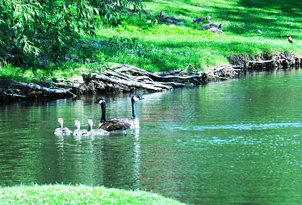 istock Family of Geese 177435107