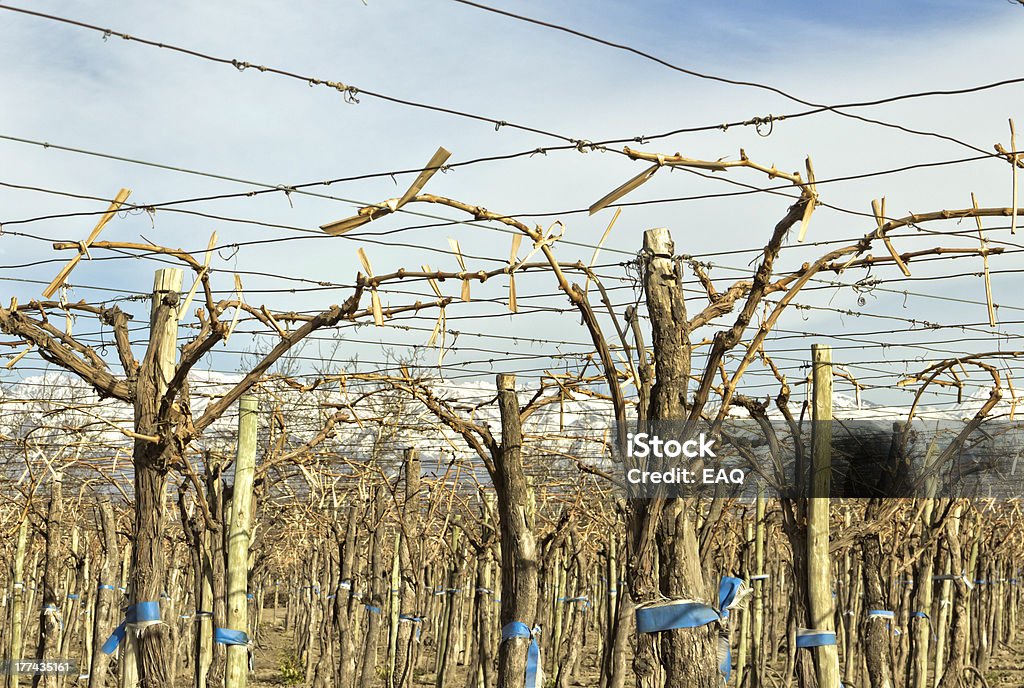 Vineyard im winter - Lizenzfrei Anden Stock-Foto