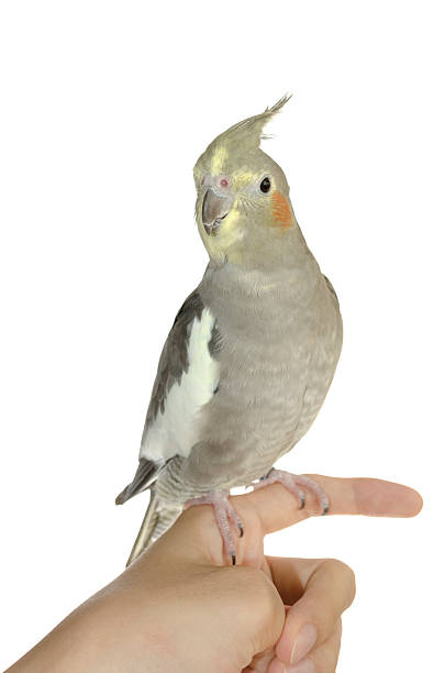 istock Cockatiel Hen Close-up 177435209
