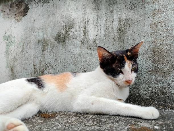 istock A beautiful cat sleeping on the wall The cat is a lazy animal. 1774352992