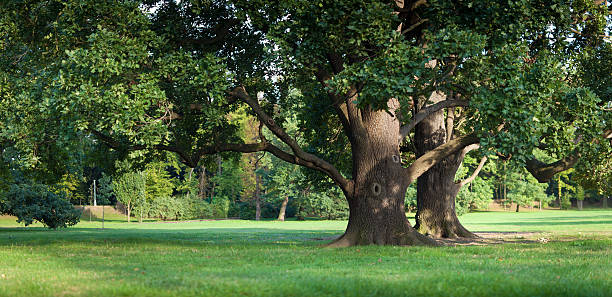 oak árvores no parque - tree tree trunk forest glade imagens e fotografias de stock