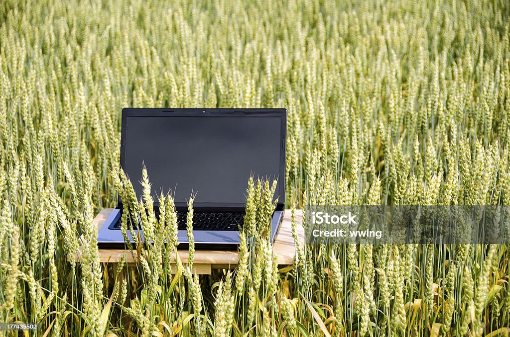 コンピュータの小麦のフィールド。クローズアップ - コンピュータのロイヤリティフリーストックフォト