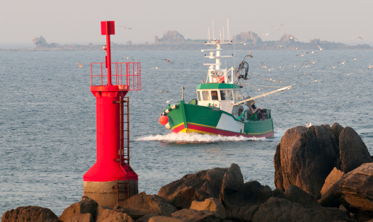 trawler with seagull return to port in brittany