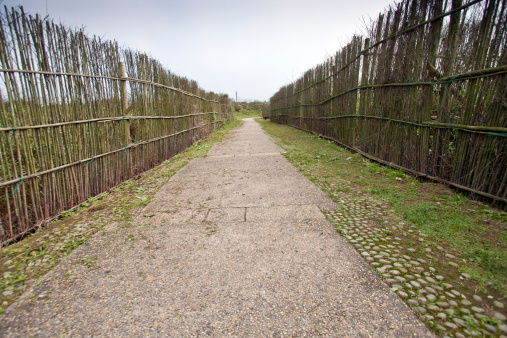 path through park with bamboo hedge