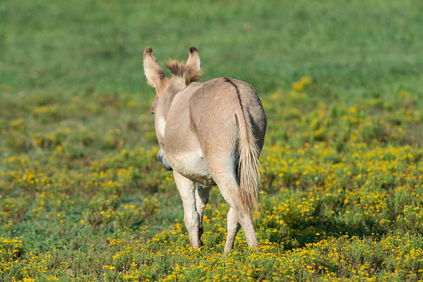 Donkey camminare attraverso fiori gialli - foto stock