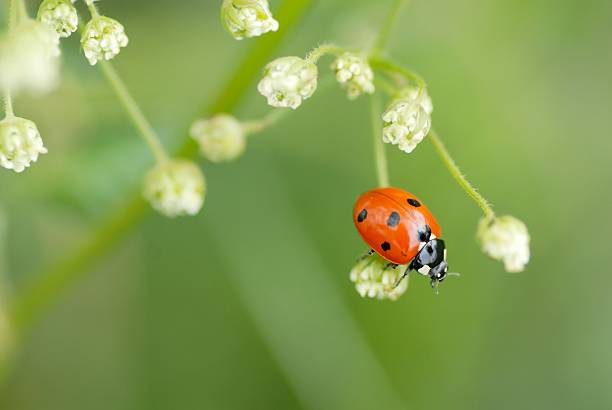 istock Macro Ladybird Climbing on Foliage 177435993