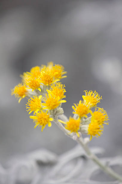 istock Yellow Flowers with white grey background 177436000