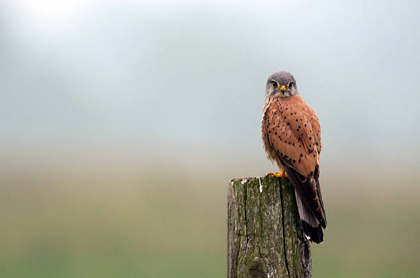 sokół - kestrel hawk beak falcon zdjęcia i obrazy z banku zdjęć