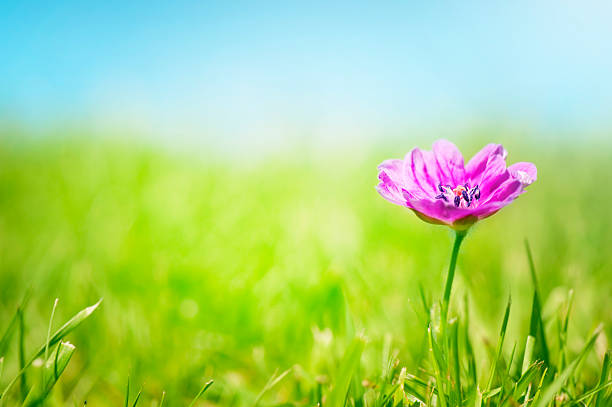 Pretty Pink flower stock photo