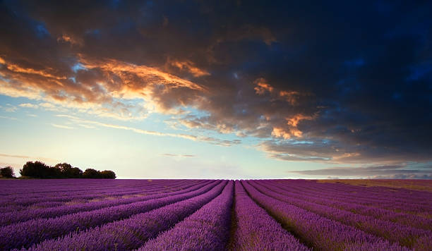 istock Stunning lavender field landscape at sunset in Summer 177436188