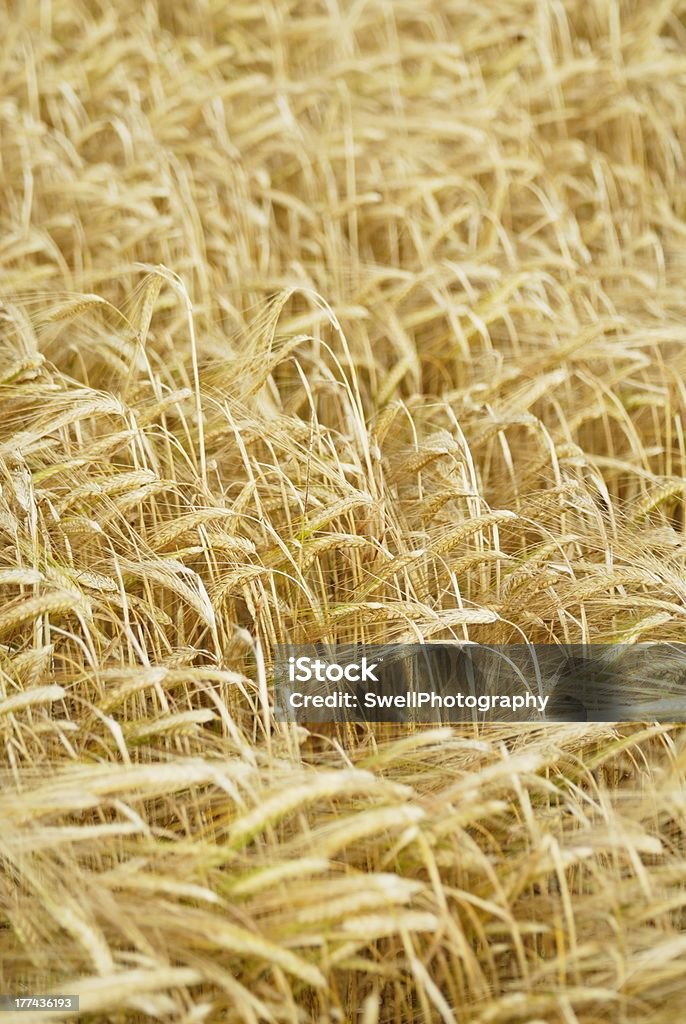 Campo de cebada (Hordeum vulgare) - Foto de stock de Agricultura libre de derechos