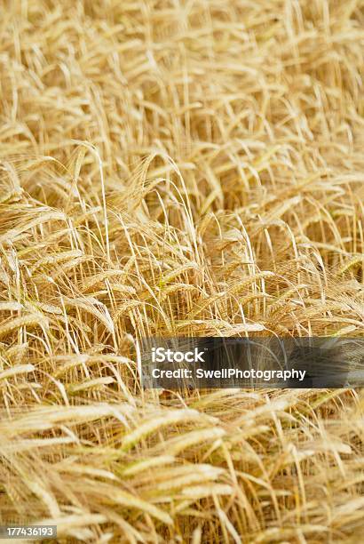 Campo De Cebada Foto de stock y más banco de imágenes de Agricultura - Agricultura, Alimento, Amarillo - Color