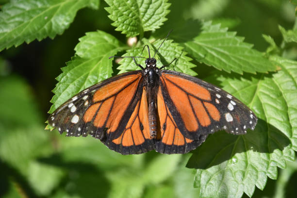 istock Monarch Butterfly with Wings Spread Wide Open 1774362478