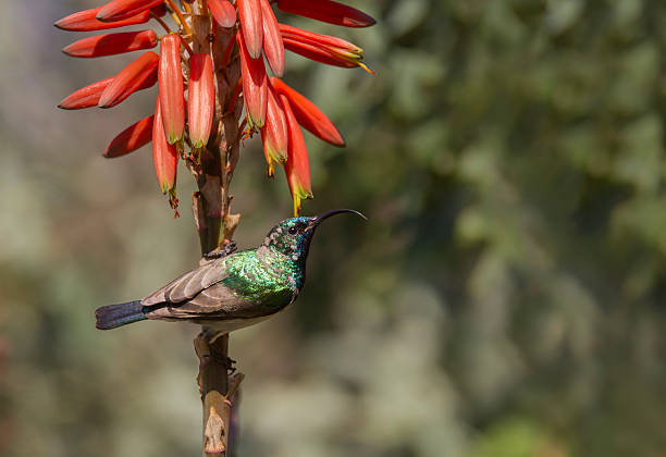 Stunning image of a male White Bellied Sunbird stock photo