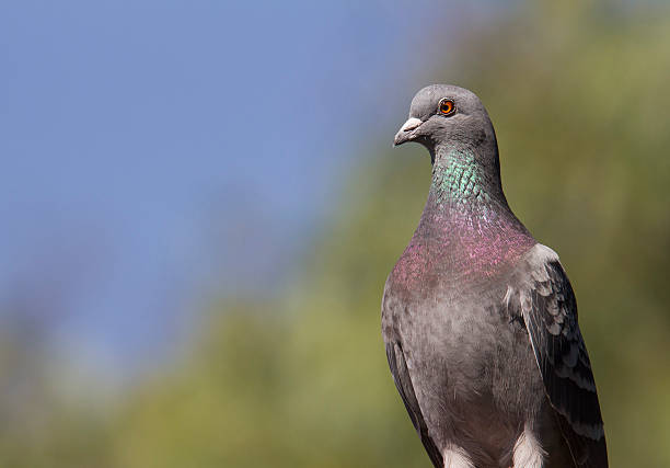 Lovely closeup of a rock pigeon stock photo
