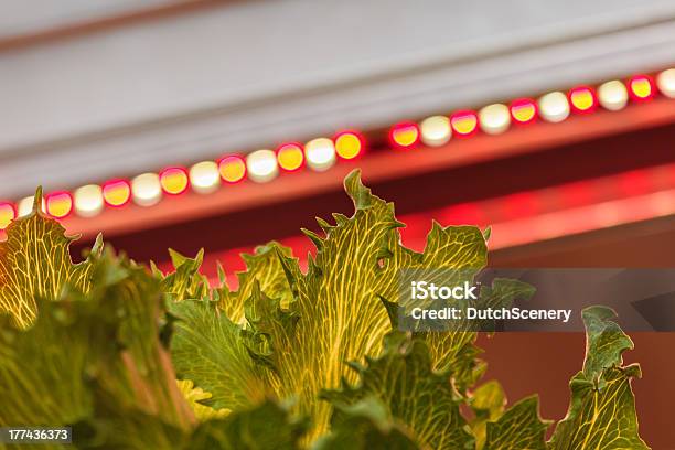 Led Lighting Used To Grow Lettuce Inside A Warehouse Stock Photo - Download Image Now