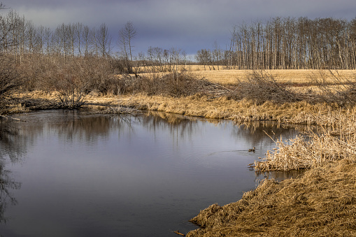 Ponds in the field support waterfowl Red Deer County Alberta Canada