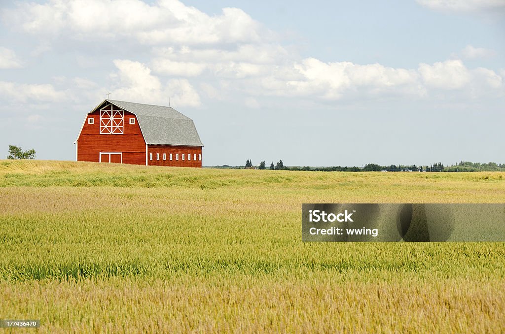 Rojo Barn y campo de trigo - Foto de stock de Campo - Tierra cultivada libre de derechos